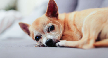 7 Small Pets for You